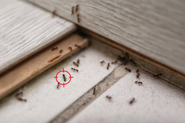 Best Insect Control  in Abernathy, TX