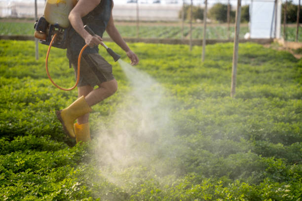 Best Wasp Removal Services  in Abernathy, TX