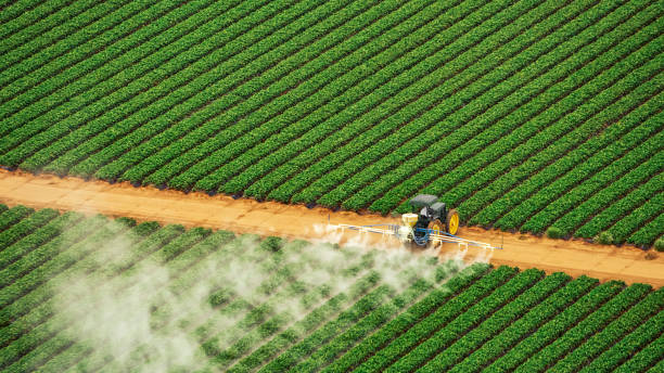 Best Termite Control Services  in Abernathy, TX