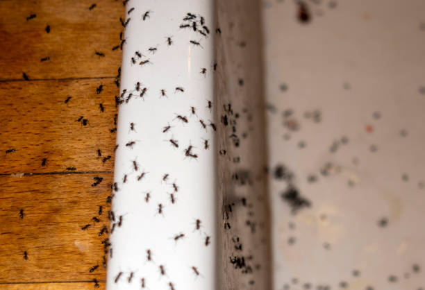 Best Mosquito Control Services  in Abernathy, TX